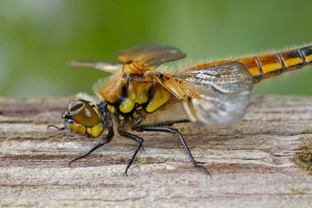 Libellula_quadrimaculata